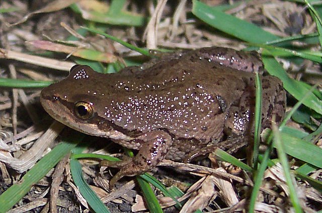 boreal chorus frog.jpg