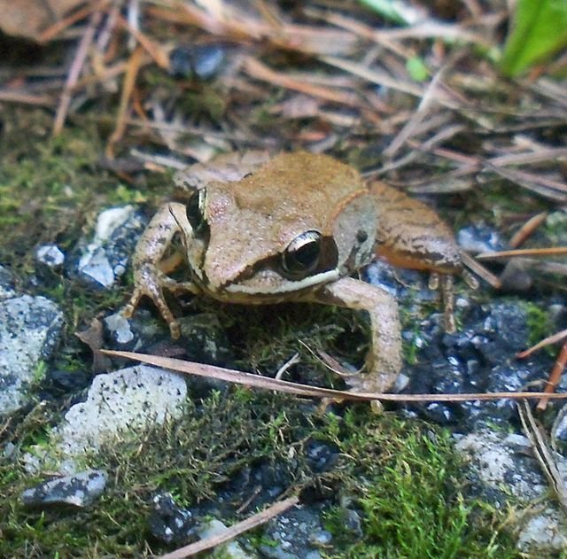 640px-Wood_frog.jpg