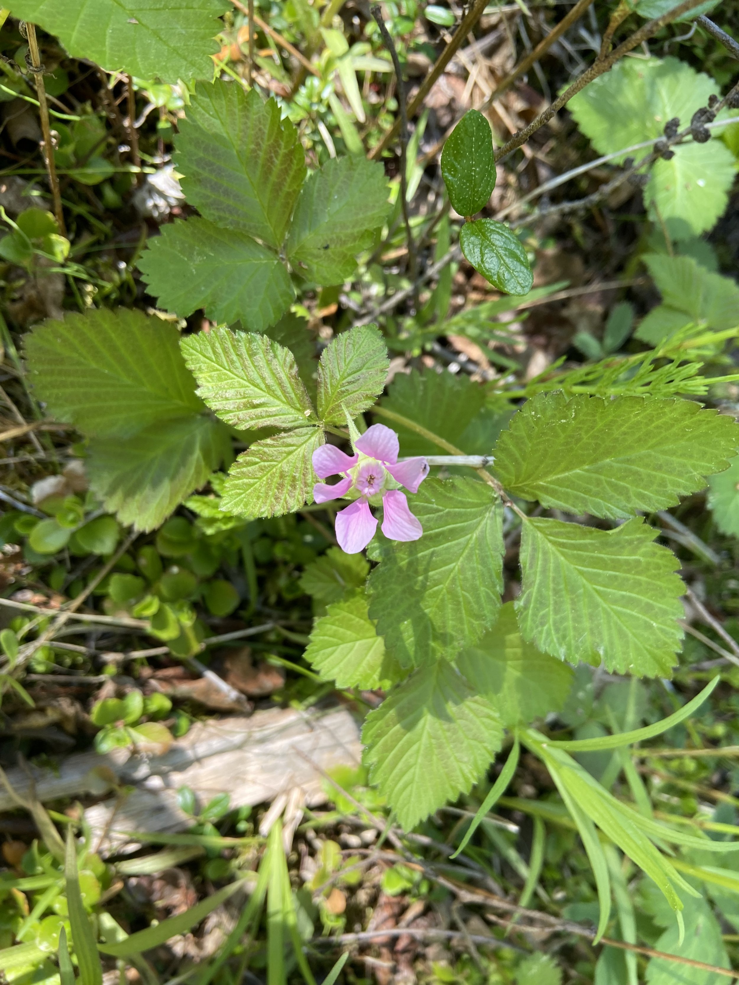 Dewberry (Rubus pubescens).JPG