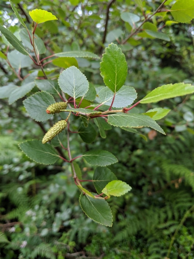 Swamp birch (Betula pumila)