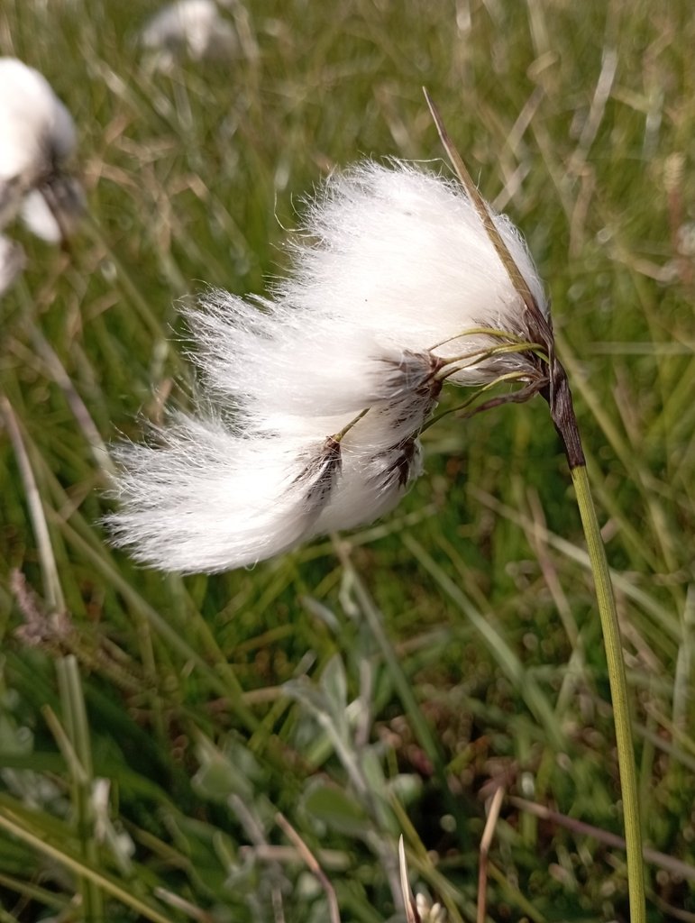 Common cotton-grass (Eriophorum angustifolium)