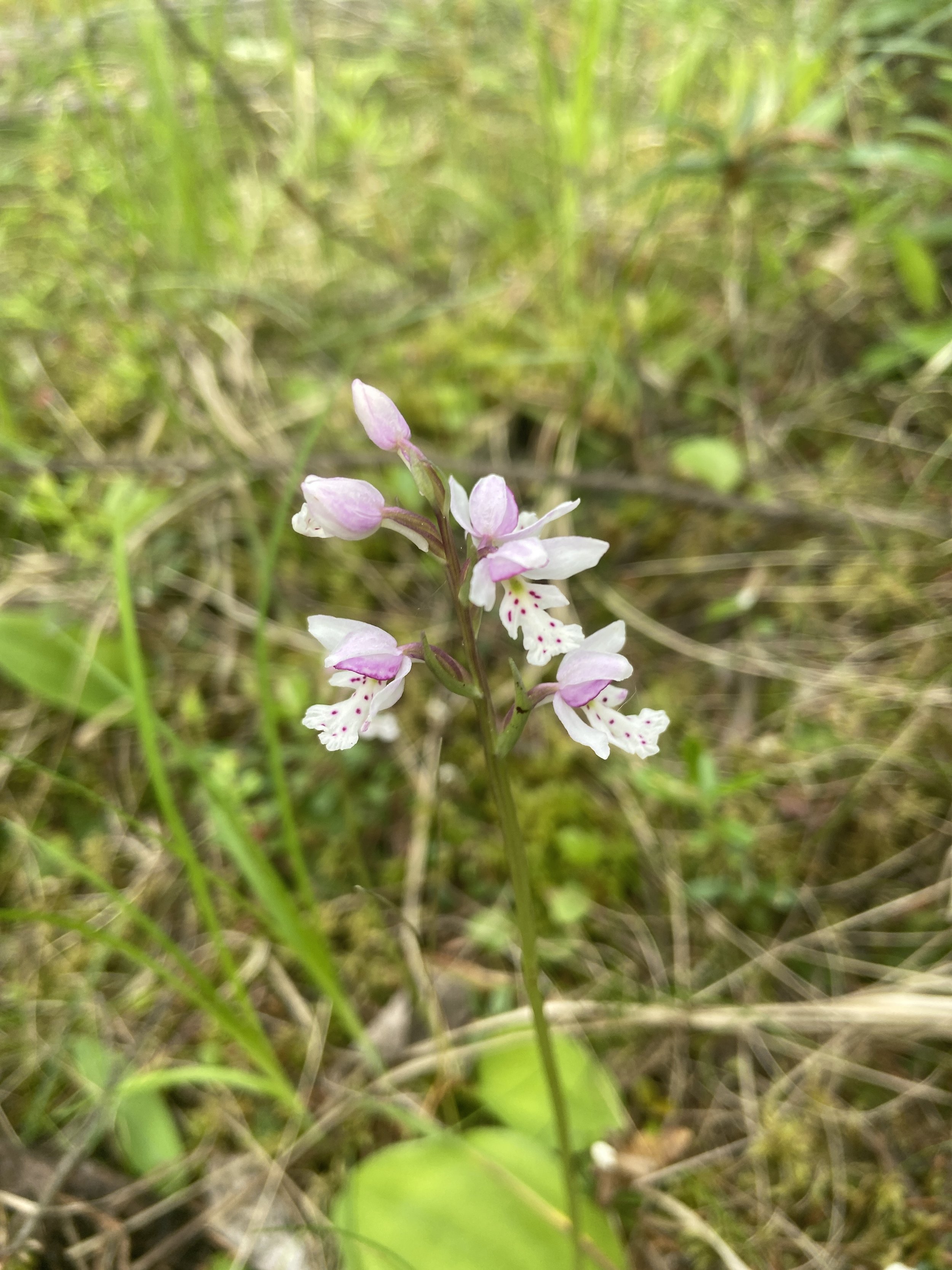 Small round-leaved orchid (Galearis rotundifolia)