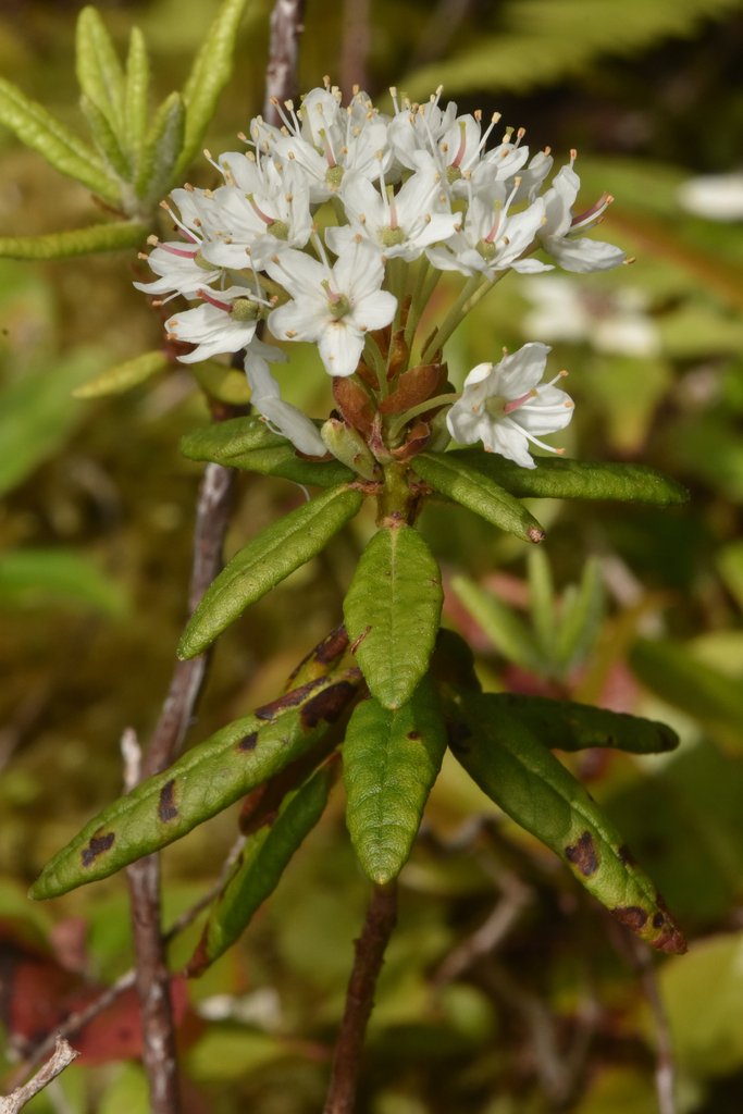 Labrador tea (Rhododendron groenlandicum)
