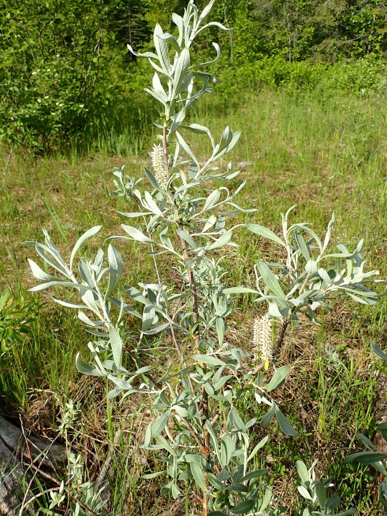 Hoary willow (Salix candida)