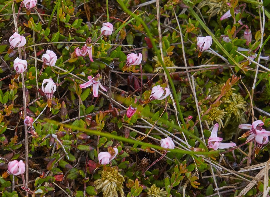 Small bog cranberry (Vaccinium oxycoccos)