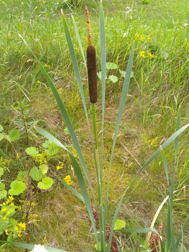 Broadleaf cattail (Typha latifolia)