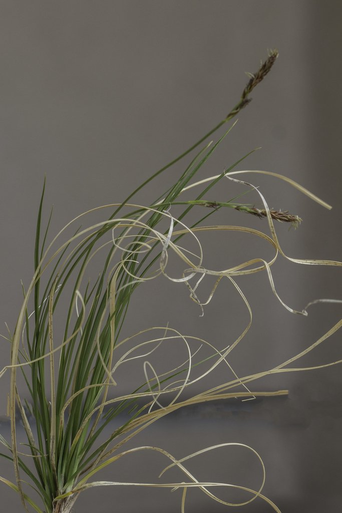 Long-stolon sedge (Carex, inops)