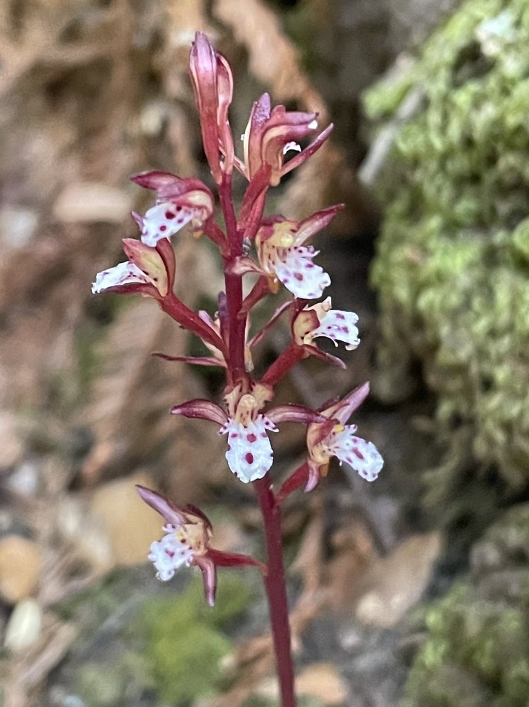 Spotted coralroot (Collallorhiza maculate)