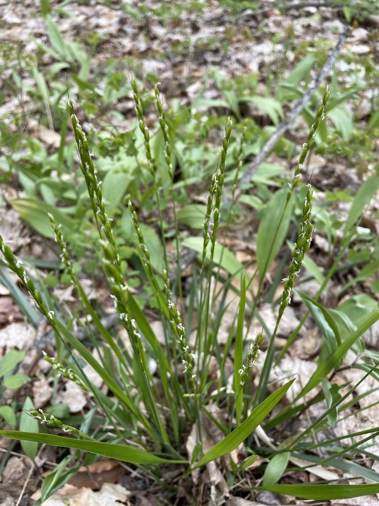 White-grained mountain-ricegrass (Oryzopsis asperifolia)