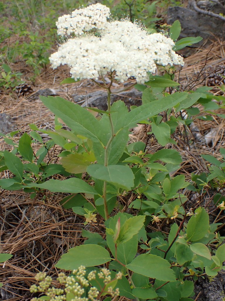 Birch-leaved spirea (Spiraea betulifolia)