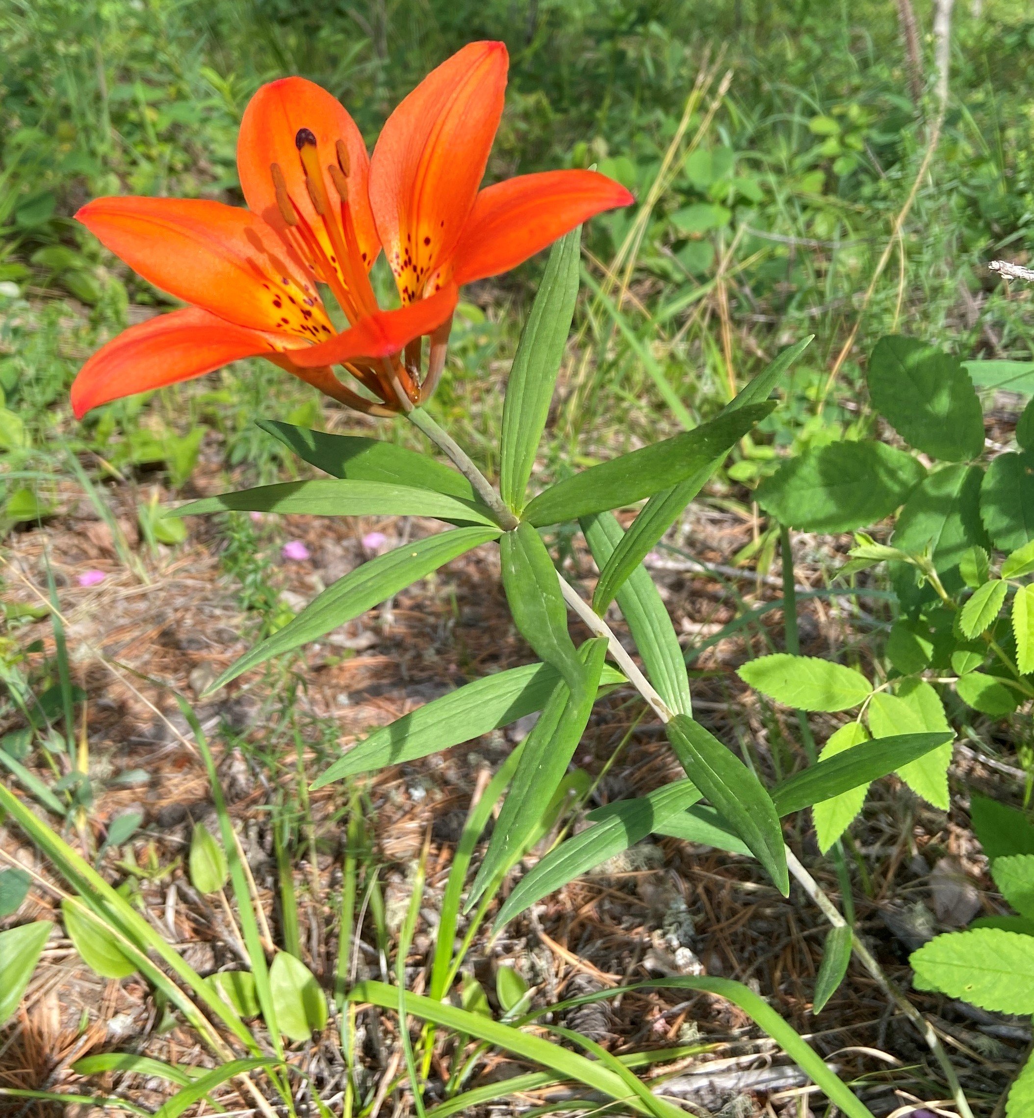 Wood lily (Lilium philadelphicum)