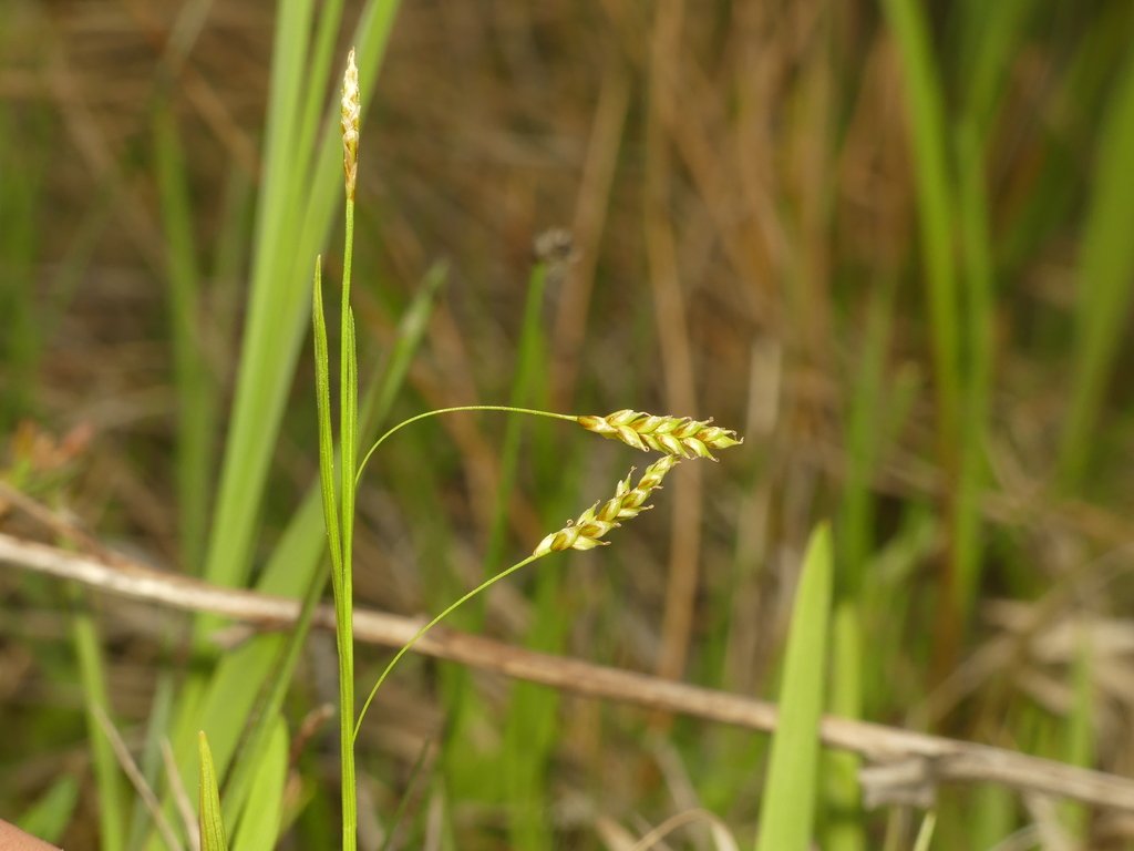 Hair-like sedge (Carex capillaris)