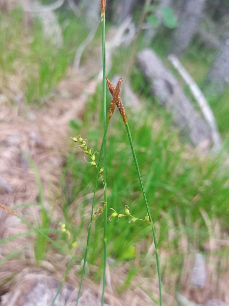 Sheathed sedge (Carex vaginata)