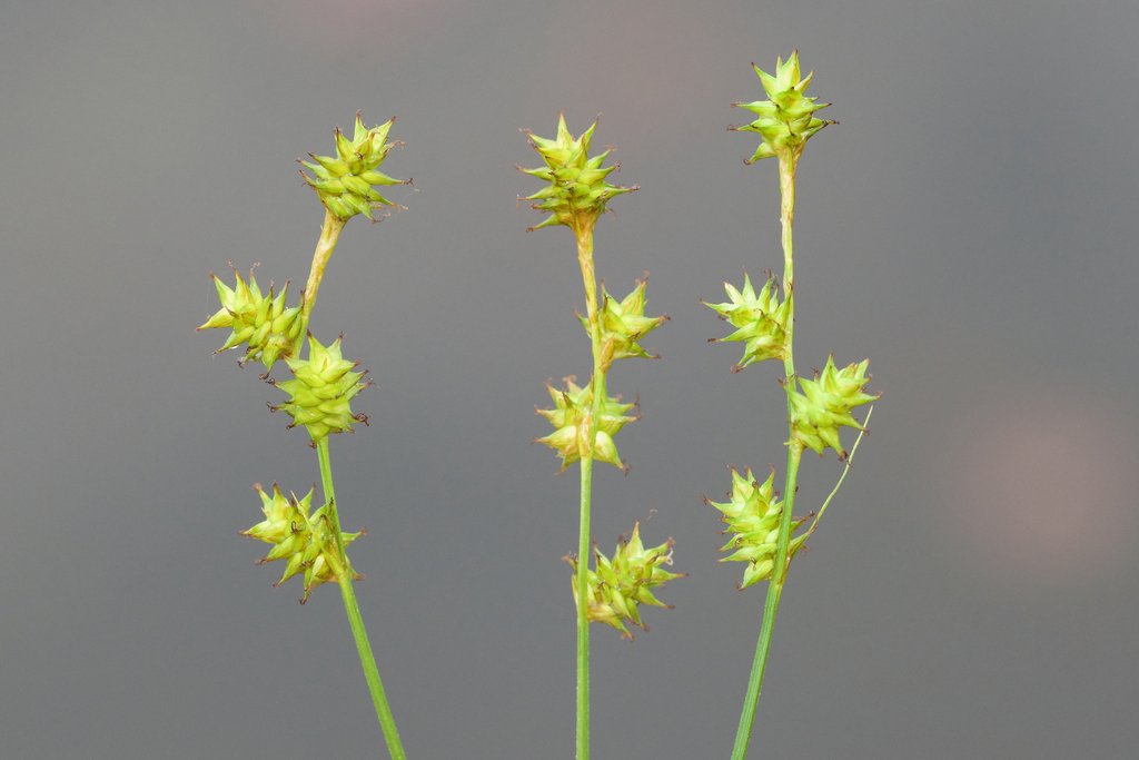 Inland sedge (Carex interior)