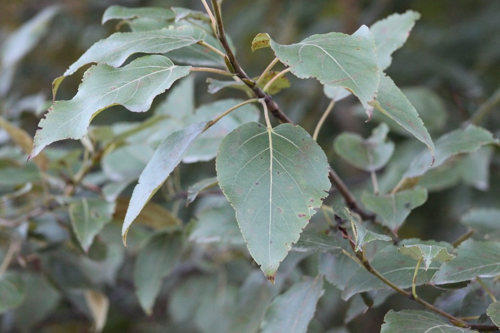 Balsam poplar (Populus balsamifera)