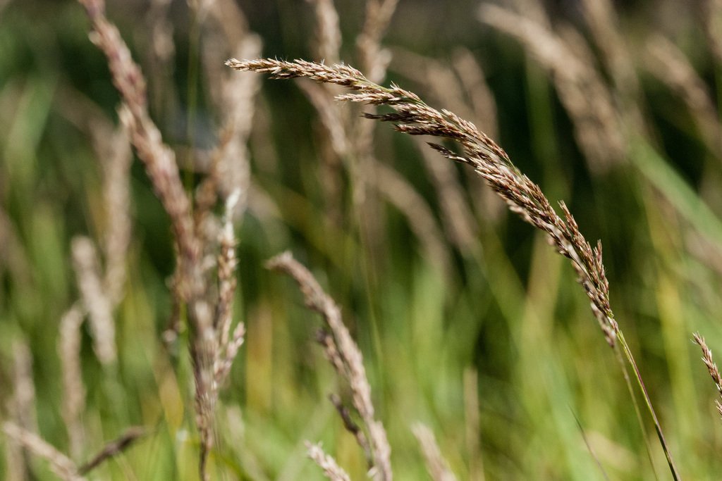 Marsh reed grass (Calamagrostis canadensis)