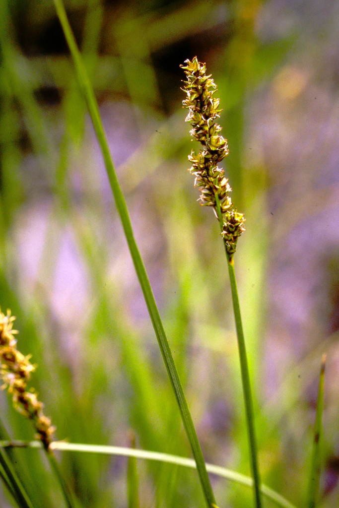 Two-stamened sedge (Carex diandra)