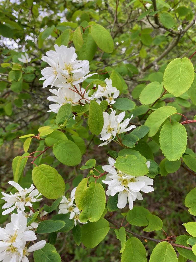 Saskatoon (Amelanchier alnifolia)