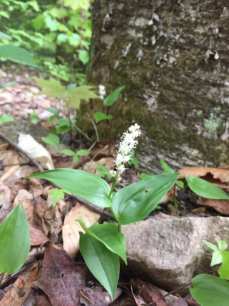 Wild lily of the valley (Maianthemum canadense)