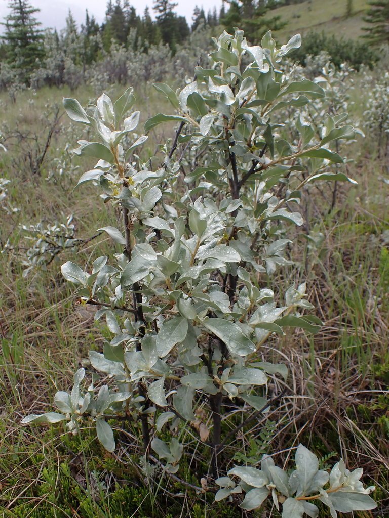 Silverberry (Elaeagnus commutate)