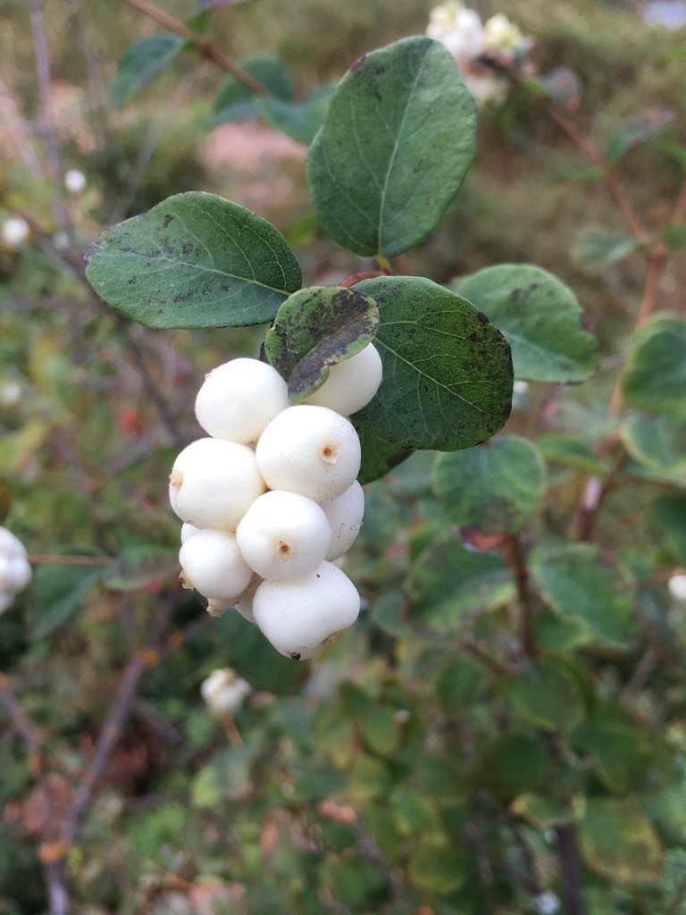 Snowberry (Symphoricarpos albus) 