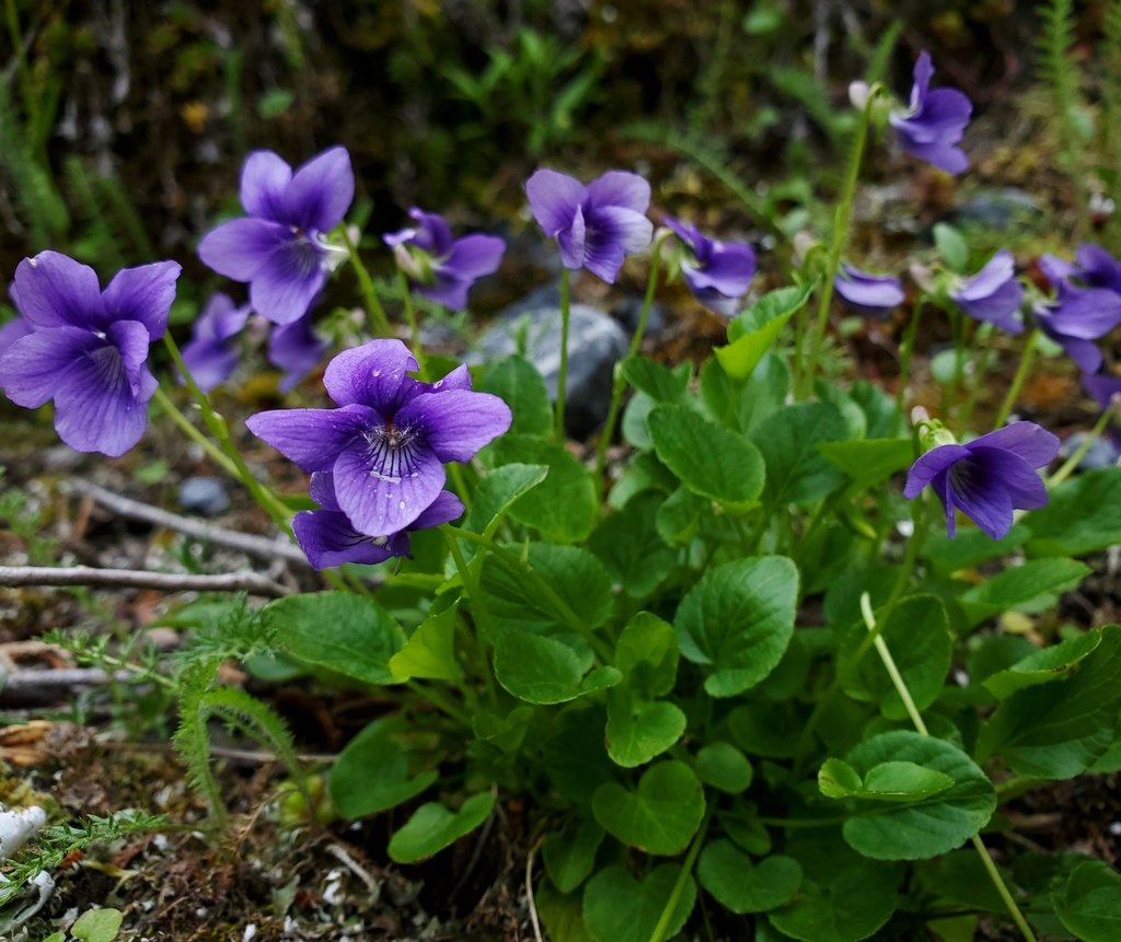 Hookedspur violet (Viola adunca) 