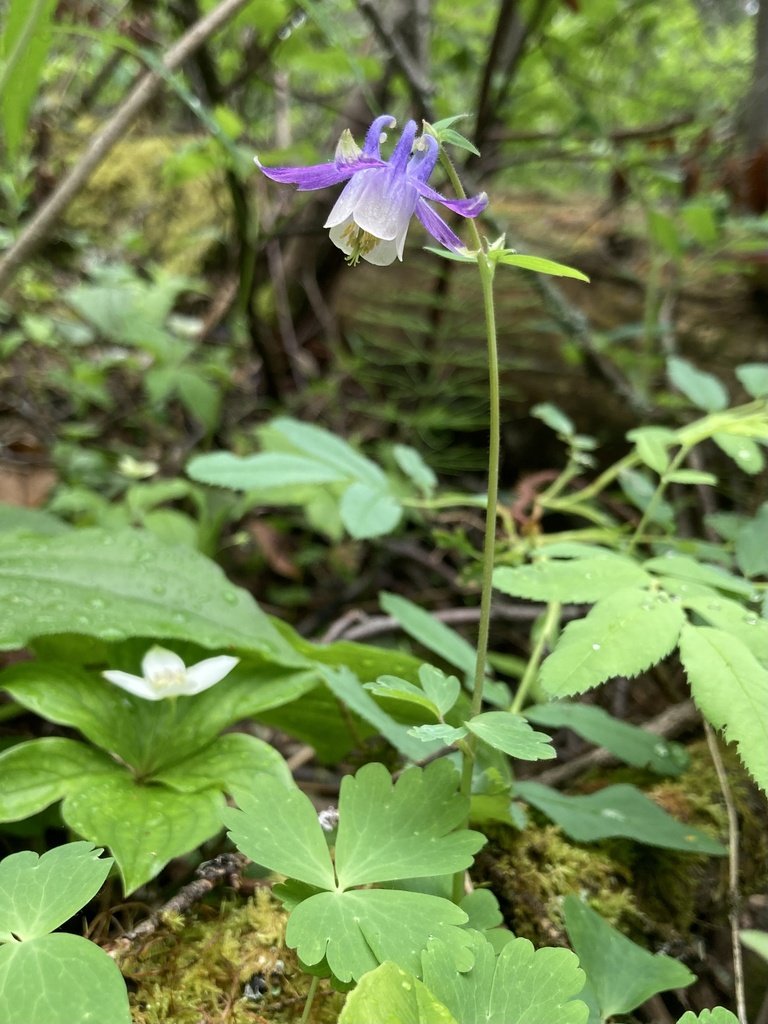 Small-flower columbine (Aquilegia brevistyla) 