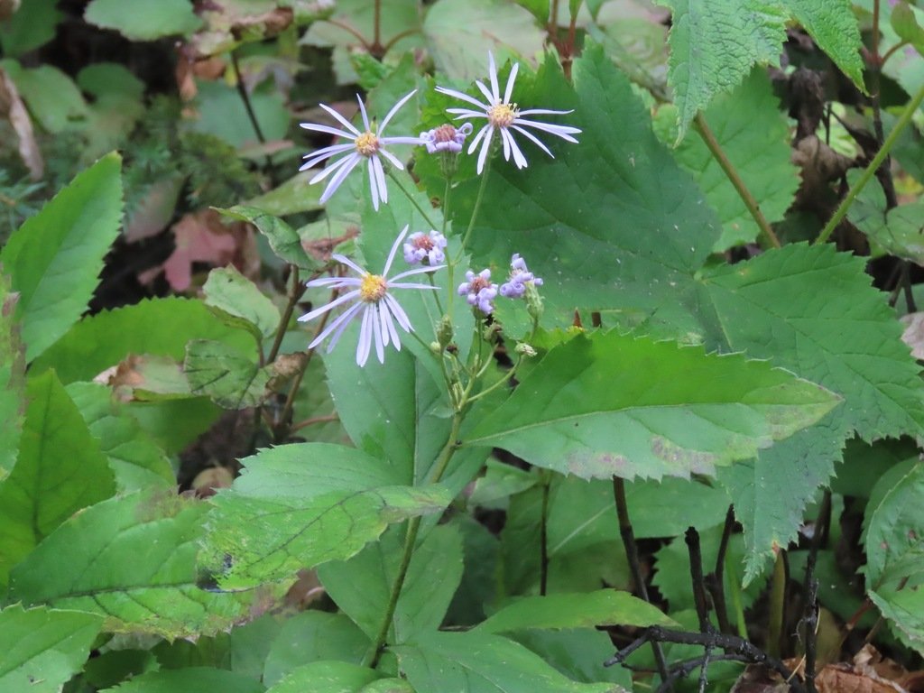 Showy aster (Eurybia conspicua)