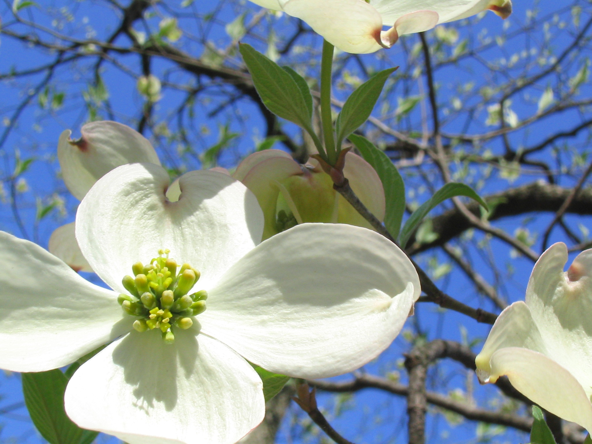 Our Dogwood.