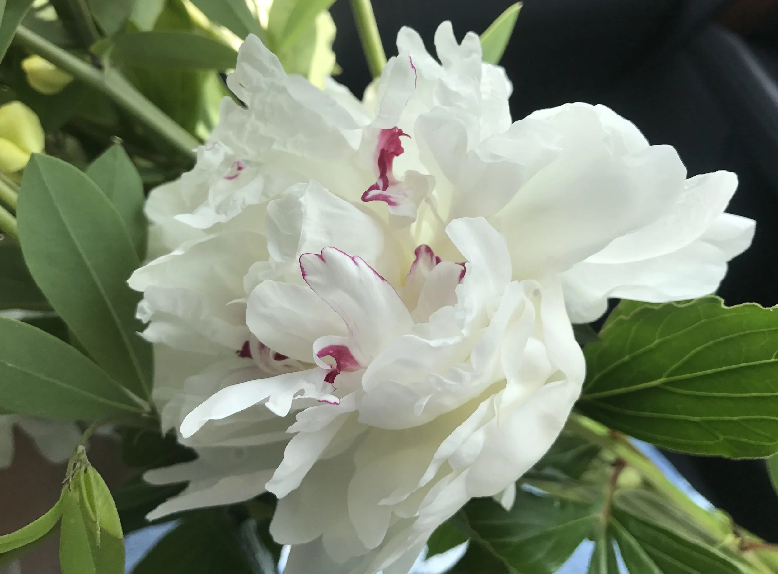 Peony. ©betsygibsondesign