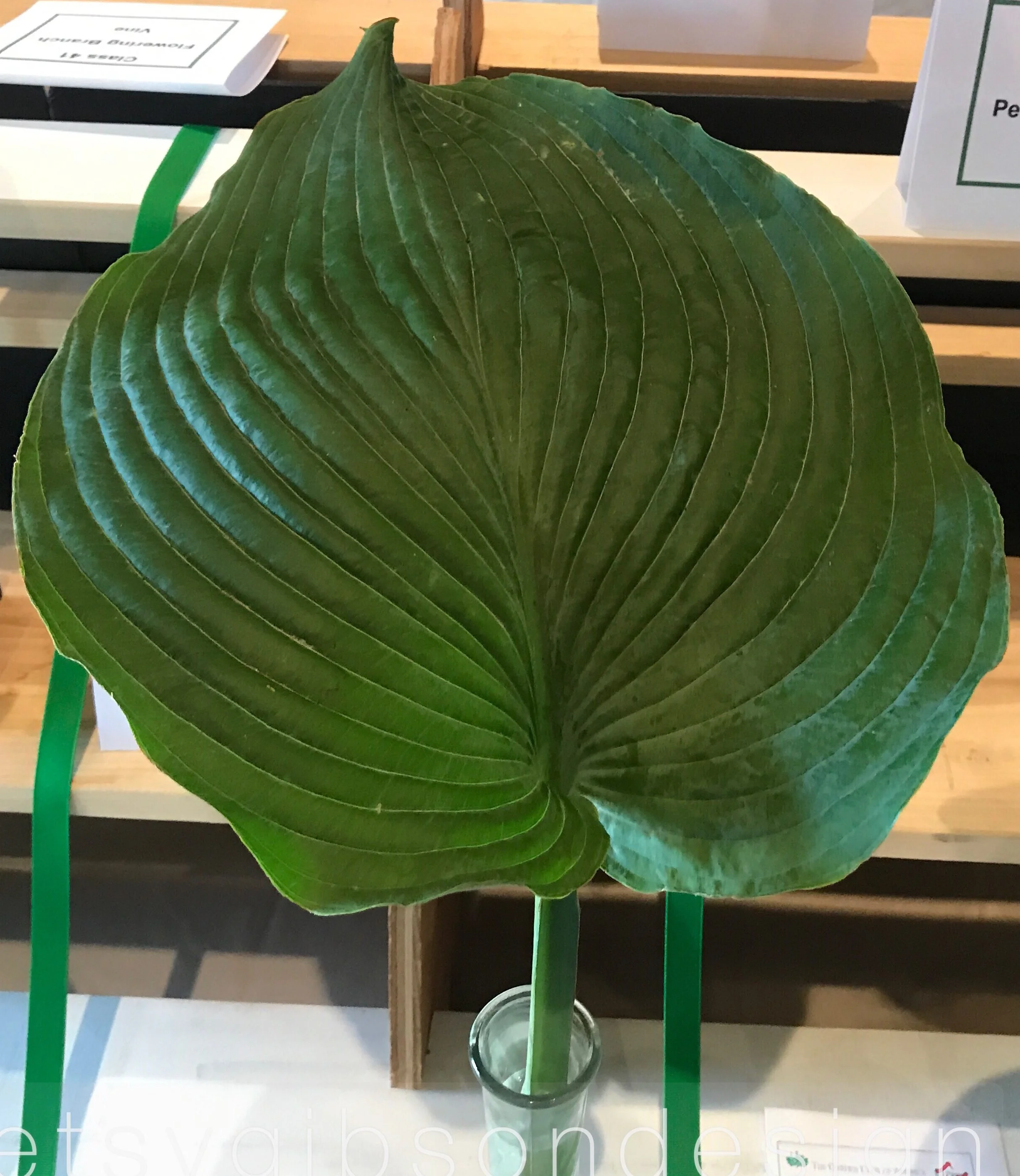 Hosta!
