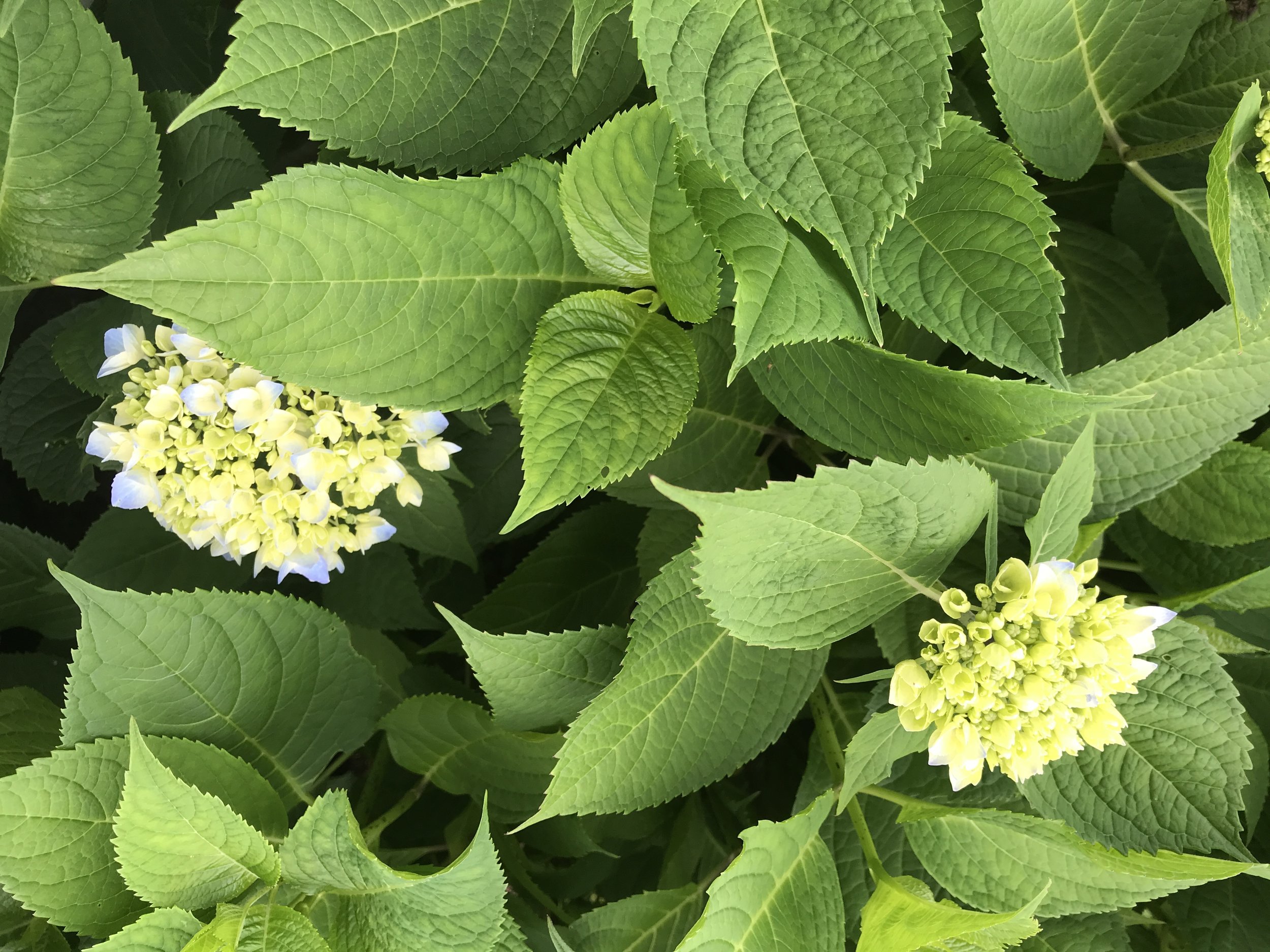 Our Hydrangeas are making their way into the season! They came from Surfing Hydrangea. Sconset. June 2018. ©betsygibsondesign