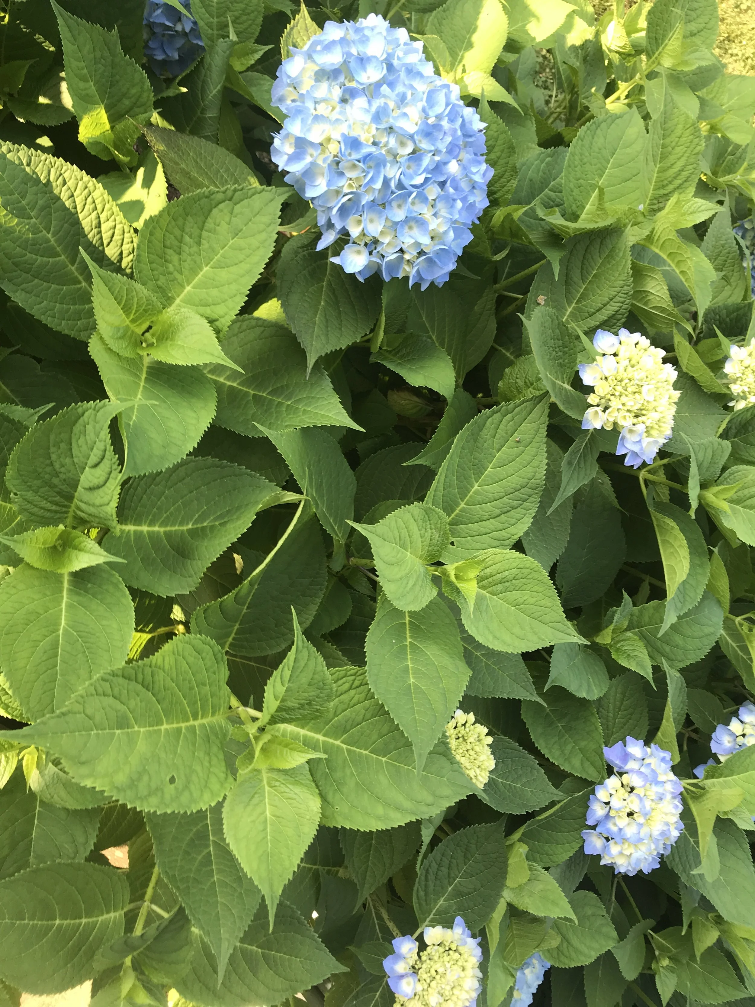 Back out to Sconset for a quick change of clothes and a little look at our Hydrangeas. Coming along!! ©betsygibsondesign