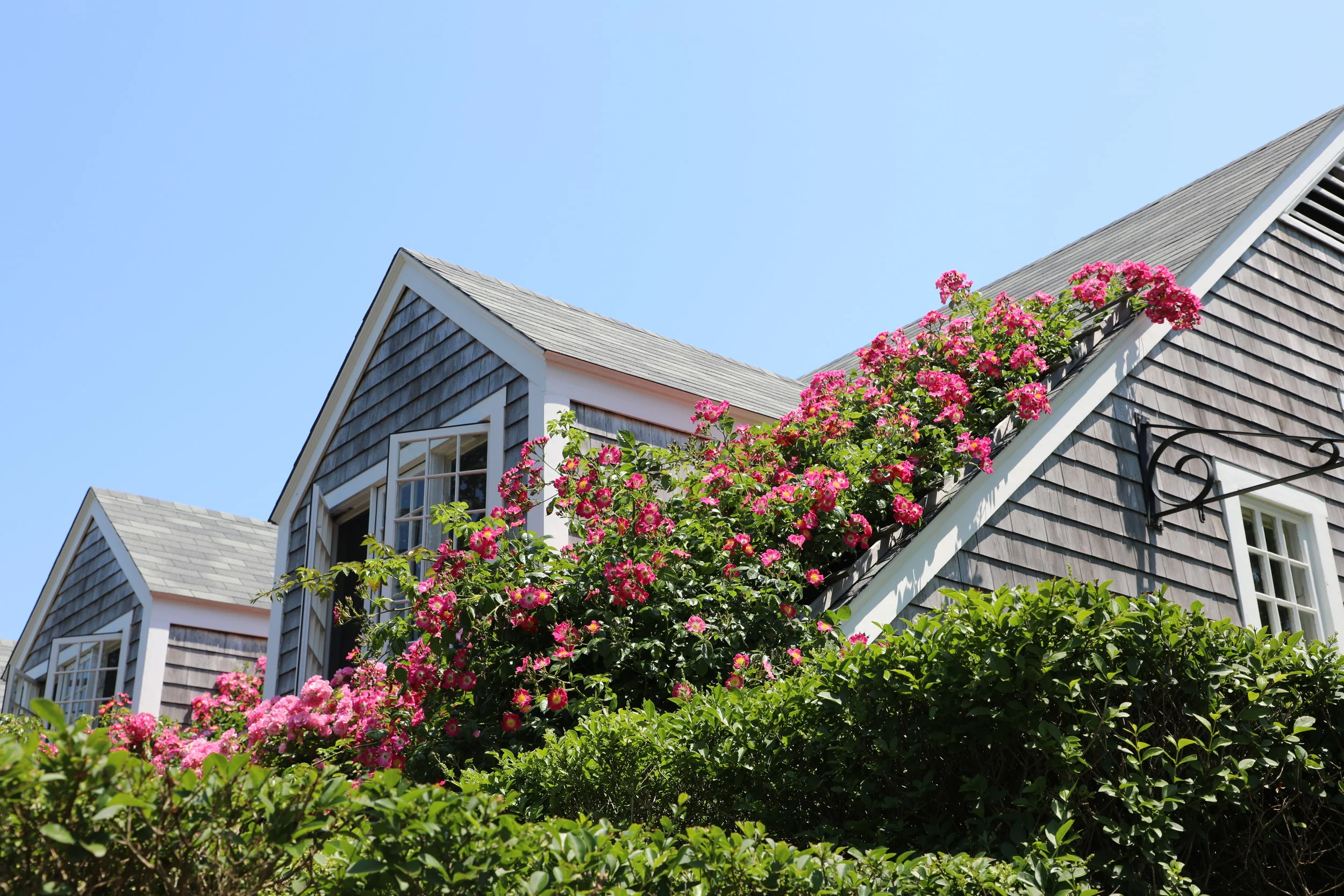 Climbing Roses at the Chanticleer. Sconset 2018. ©betsygibsondesign