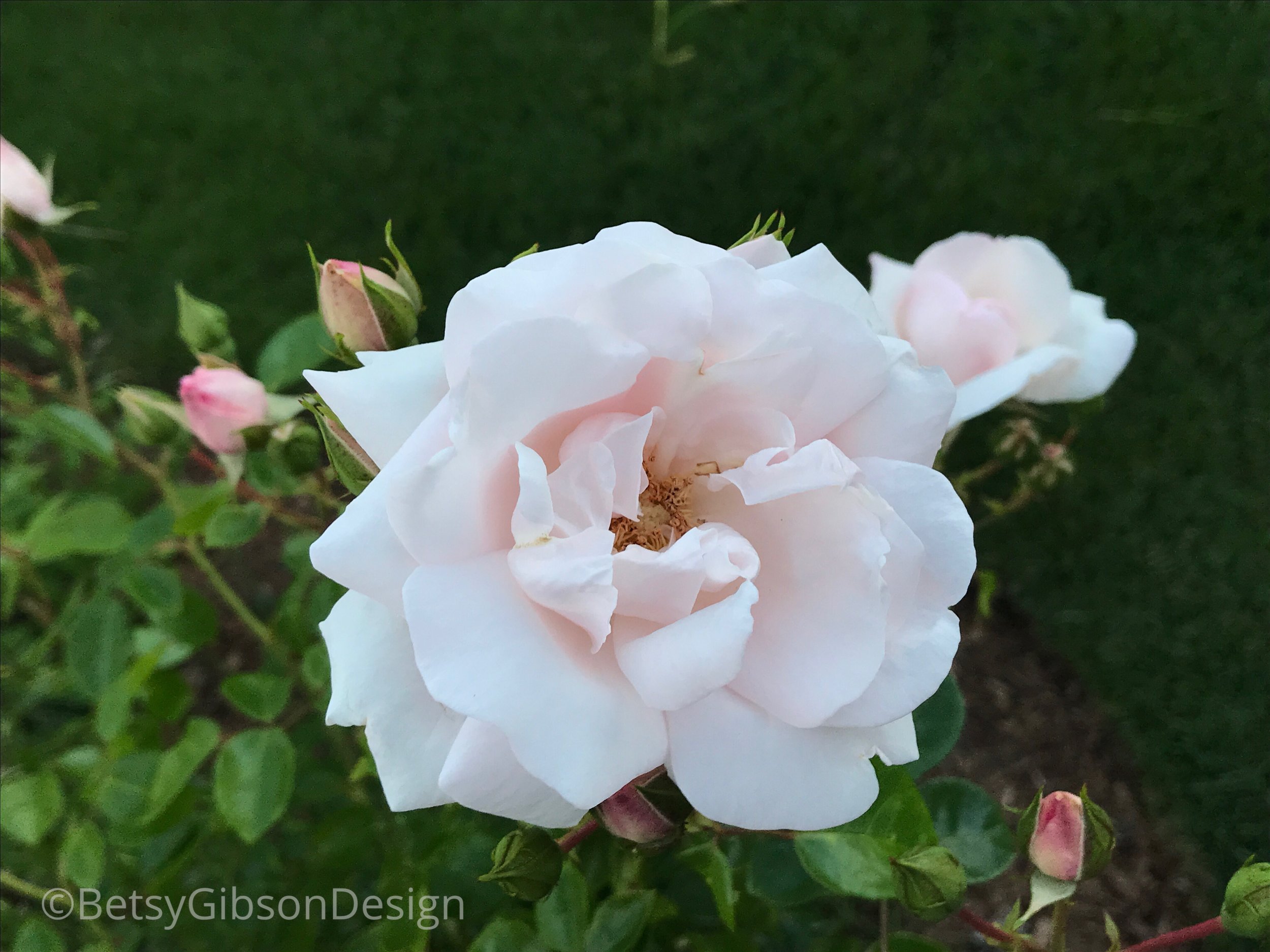 A Sconset Rose. June 2018. ©betsygibsondesign.com