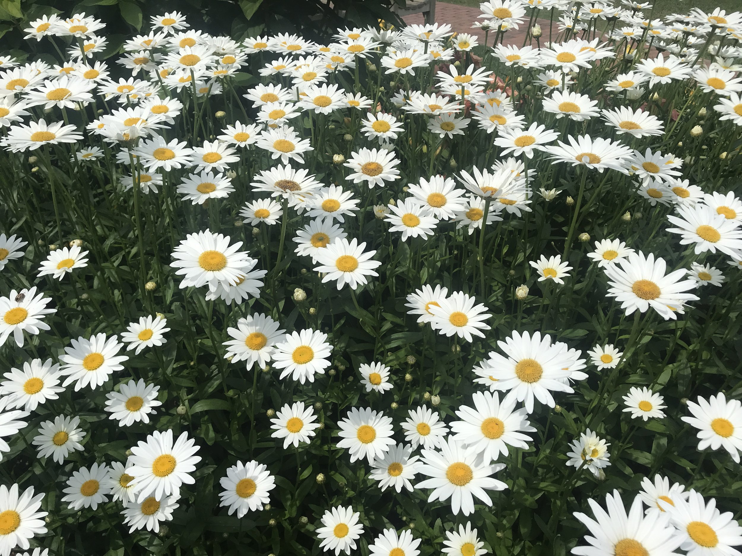 Shasta Daisies at the Sconset Casino. August 2018. ©betsygibsondesign