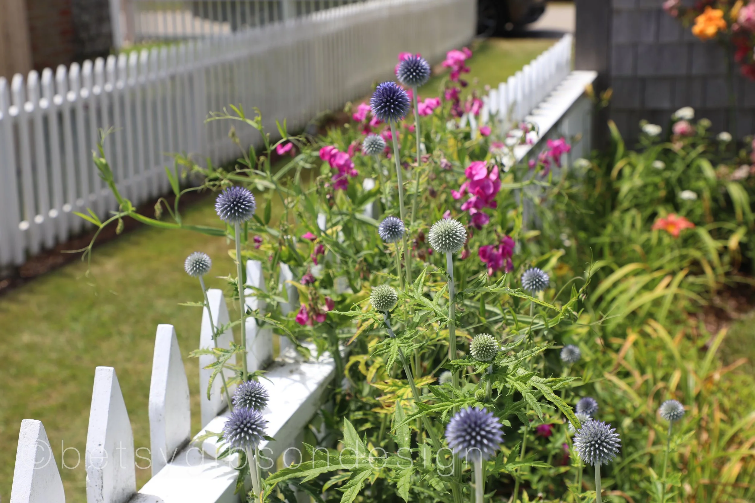 Purples and Pinks along the Bluff Walk. 2018. ©betsygibsondesign