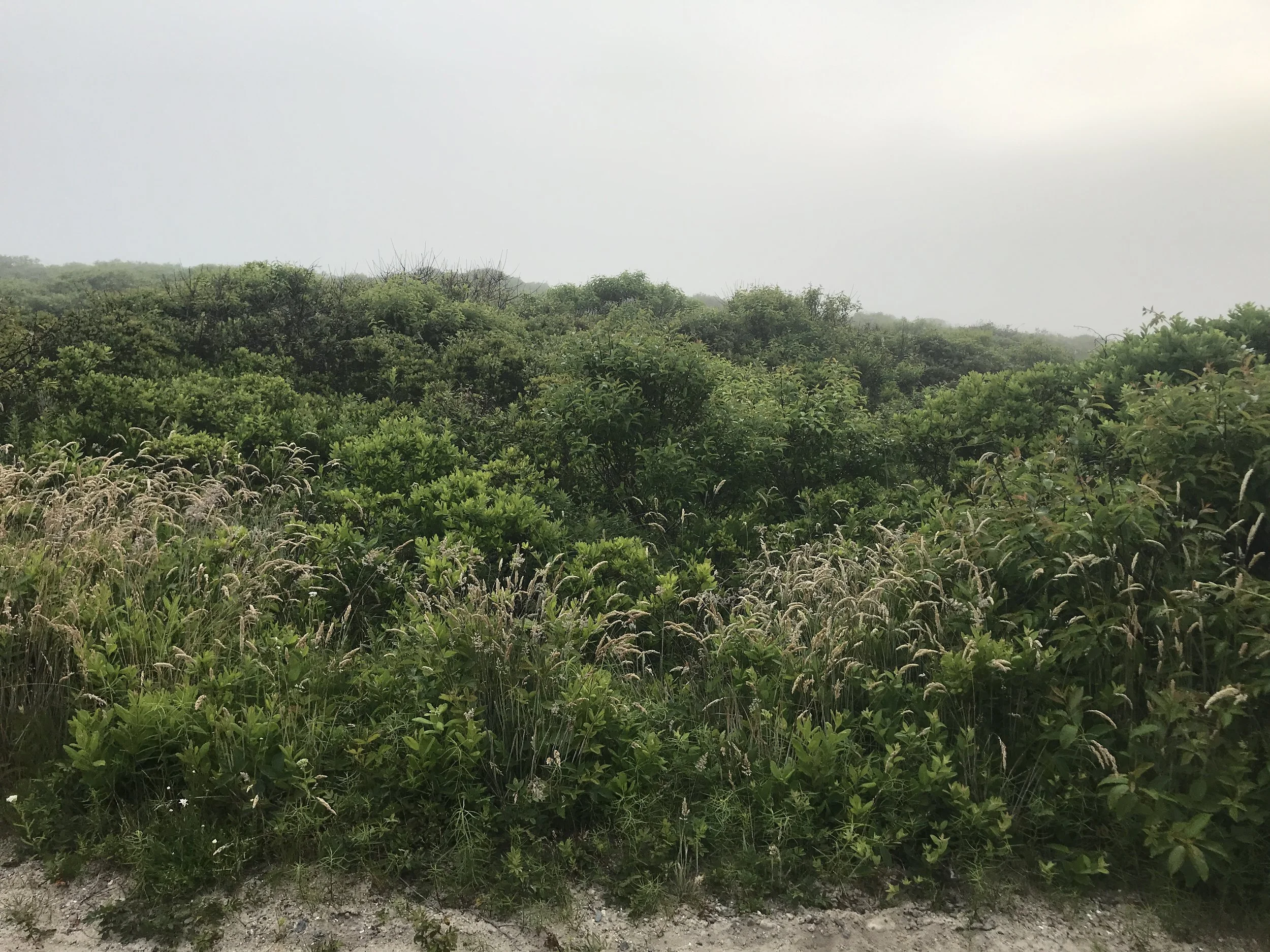 Always, always, always a favorite shot of mine. And the fog is really burning off—7:45 AM on the way back to Milestone and, ultimately, to Downyflake to beat the crowd….©betsygibsondesign