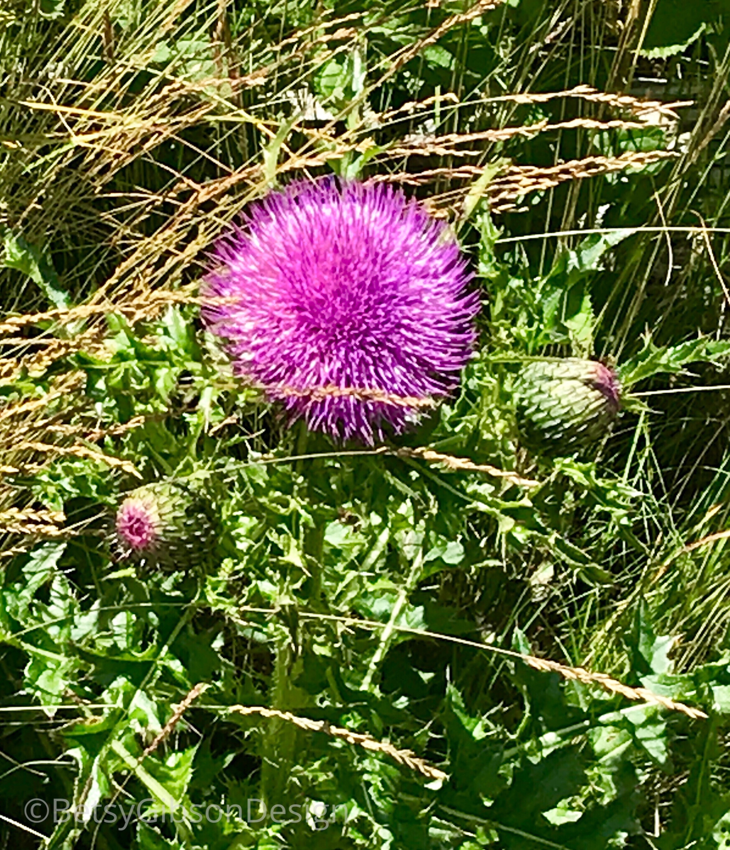 Milk Thistle at Radar Beach. June 2018. ©betsygibsondesign