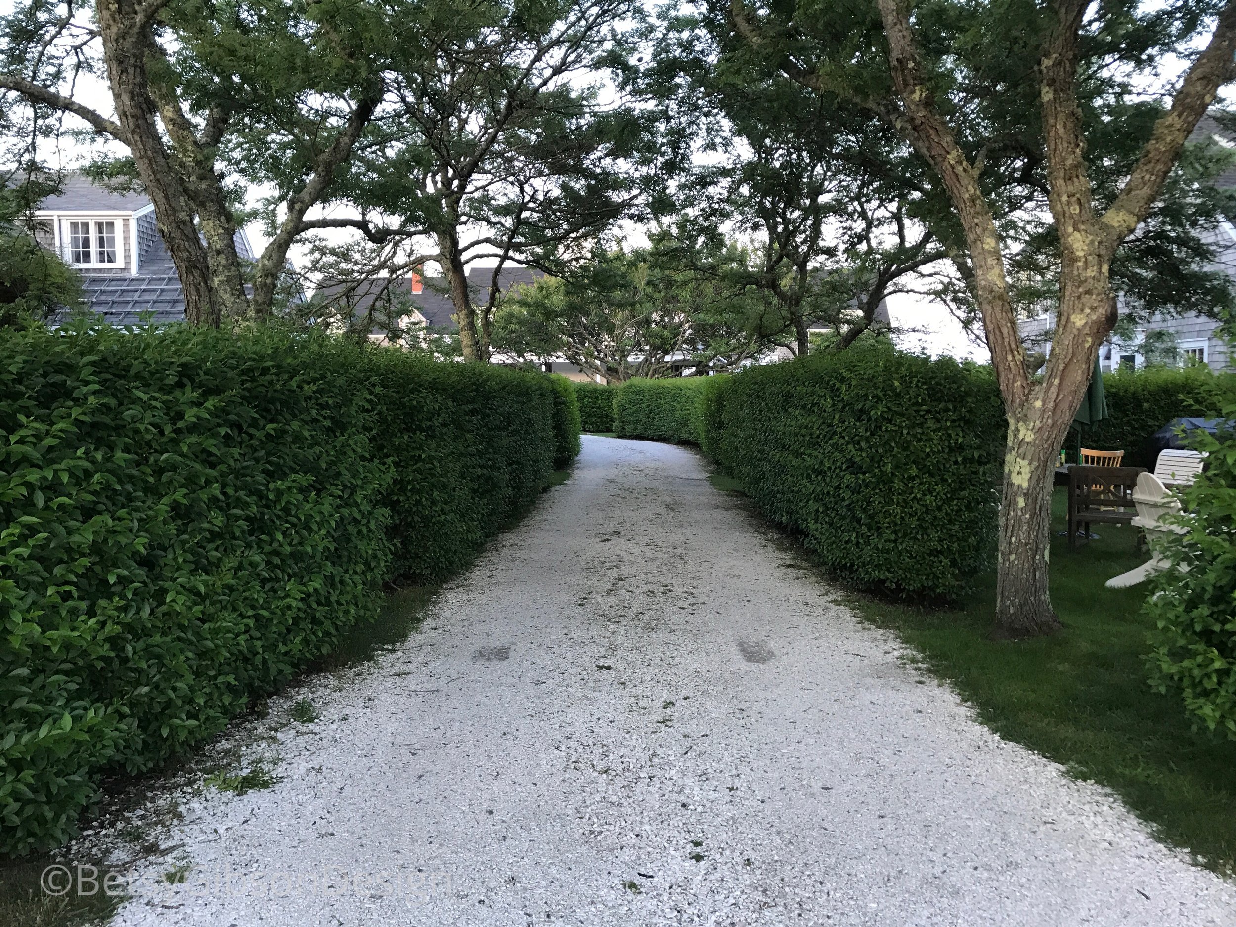 Pretty privet and trees lining the drive towards the ocean. Sconset. July 2018. ©betsygibsondesign