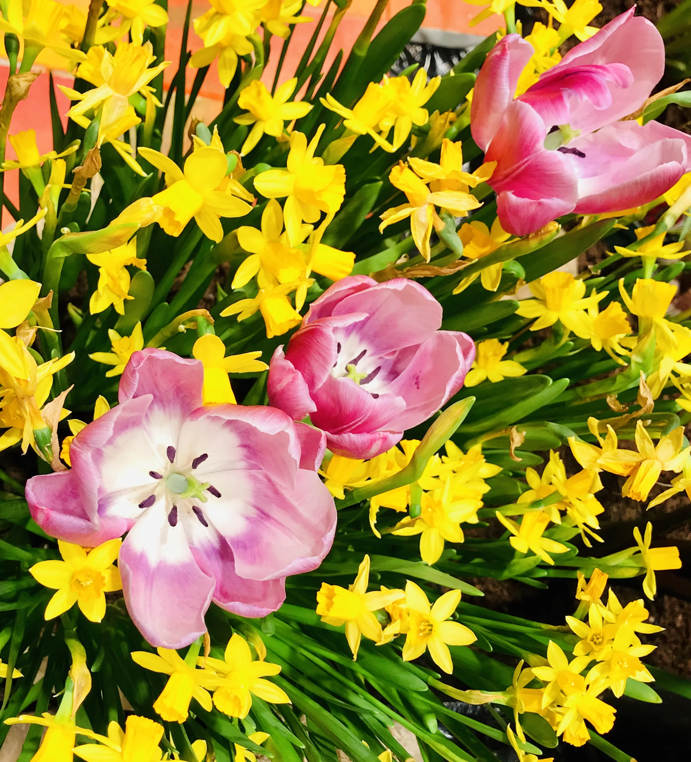 The Boston Flower and Garden Show 2019--Success!