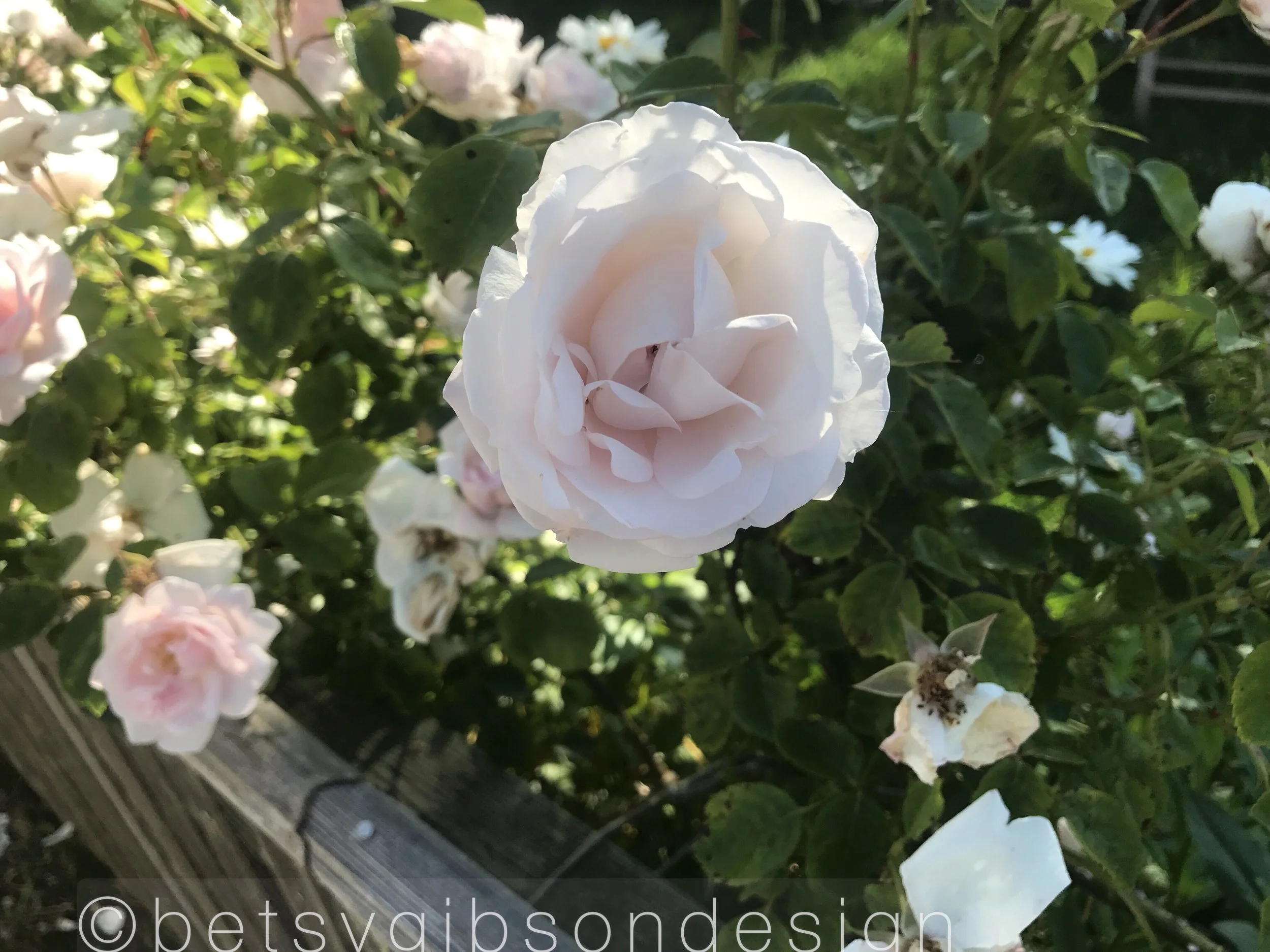 A gorgeous Sconset Rose. ©betsygibsondesign