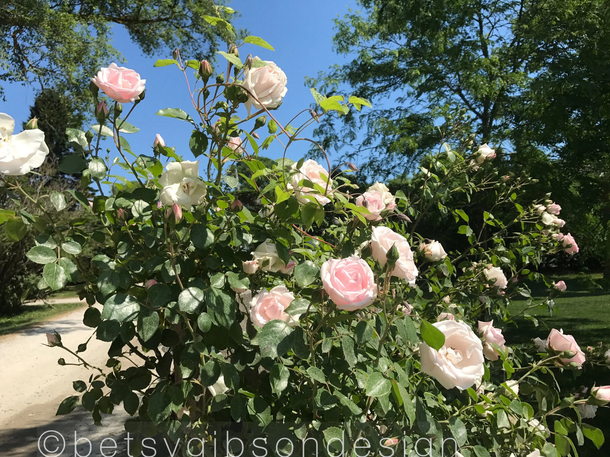 The Flowers of Nantucket 2018