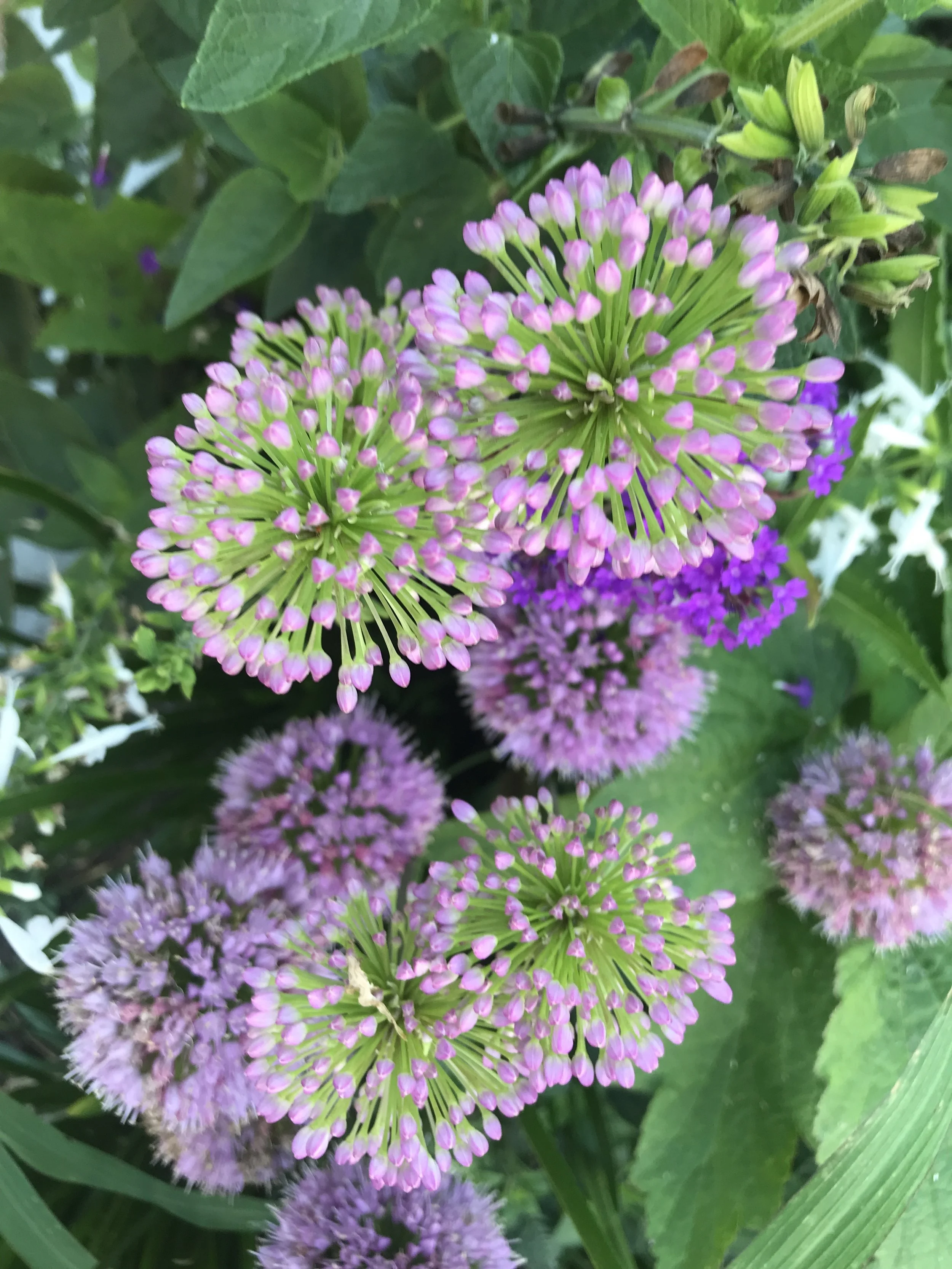 Gardens Galore on Nantucket!  