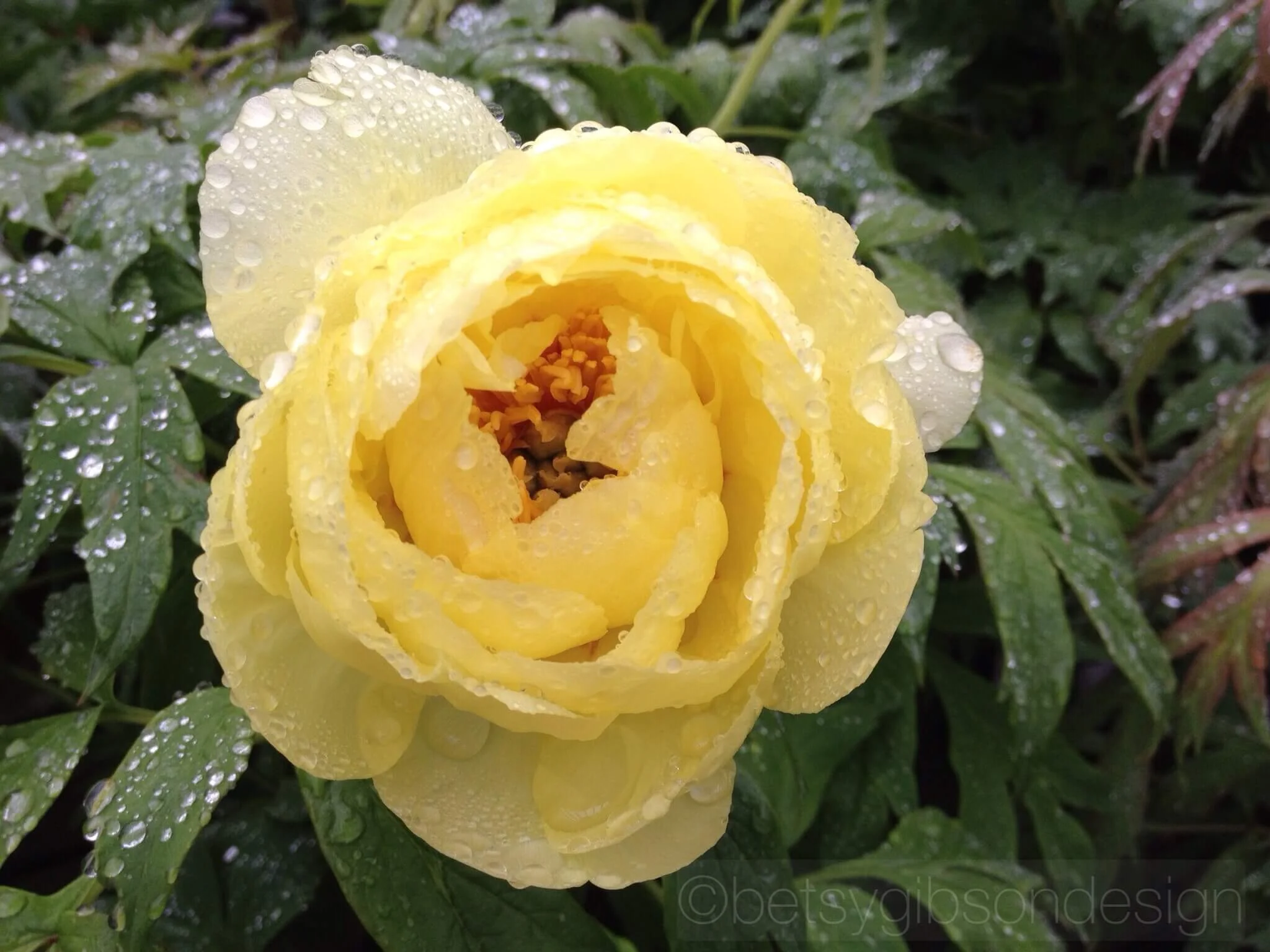 Nantucket Garden Club's Community Green Thumb Flower Show 2017: That's a Wrap!!