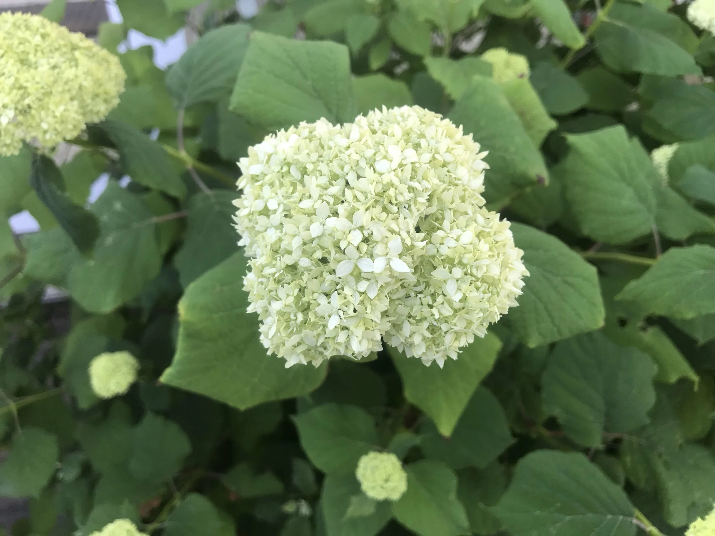 Hydrangeas: Timeless Beauties  