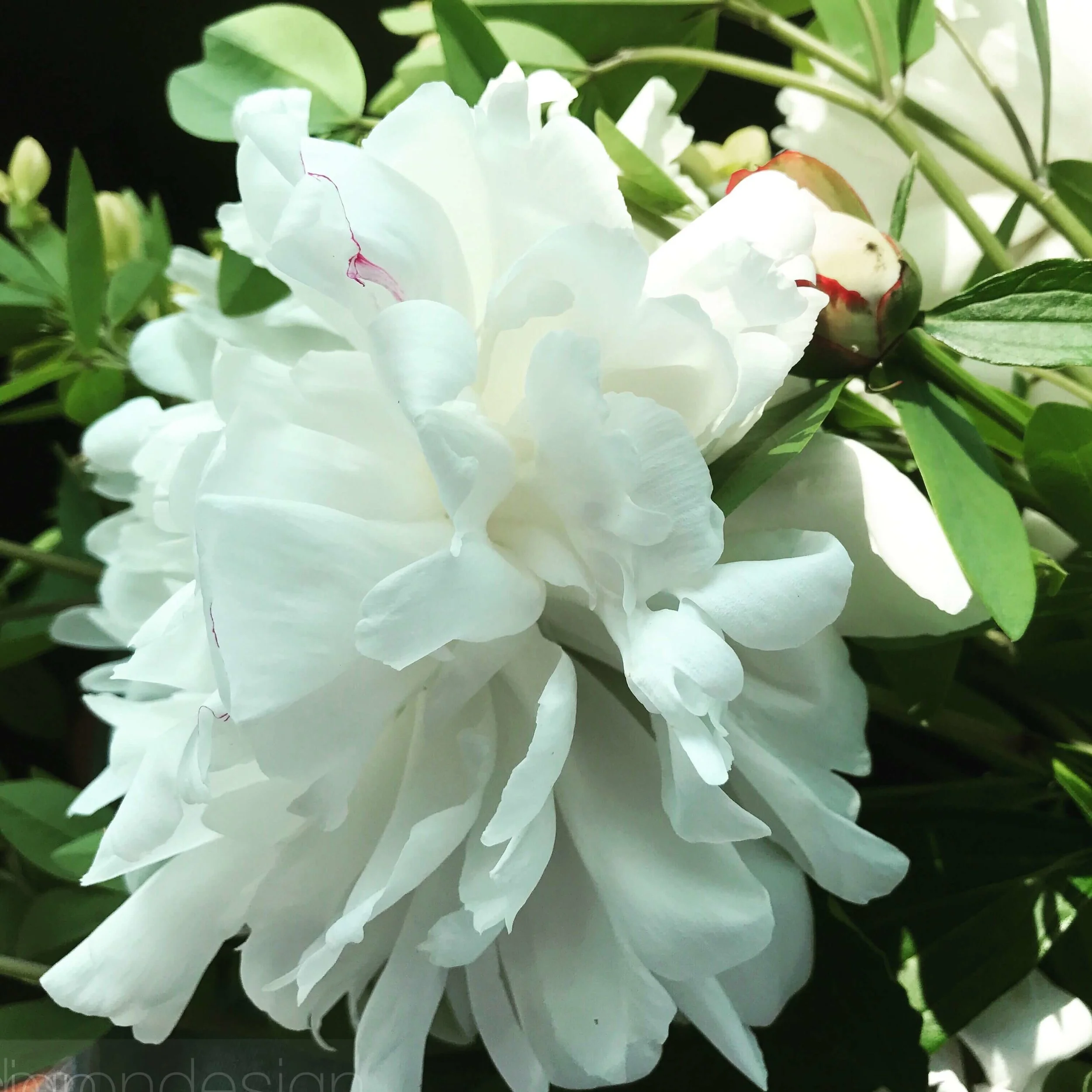 Flowers Never Fail Us