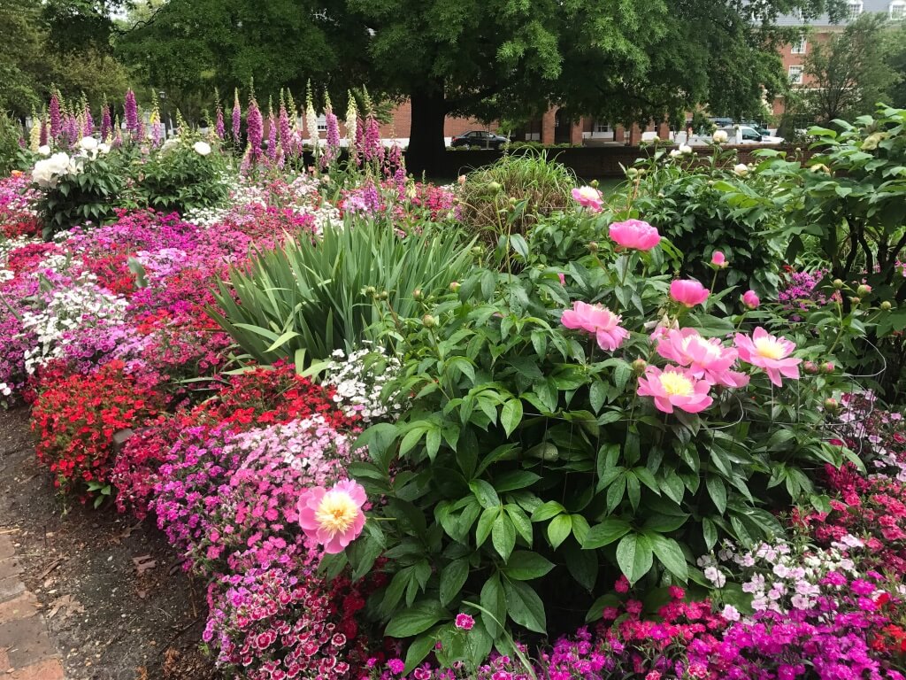 ©BetsyGibsonDesign Gardens outside of Phi Beta Kappa Hall at the College of William and Mary, 2018.