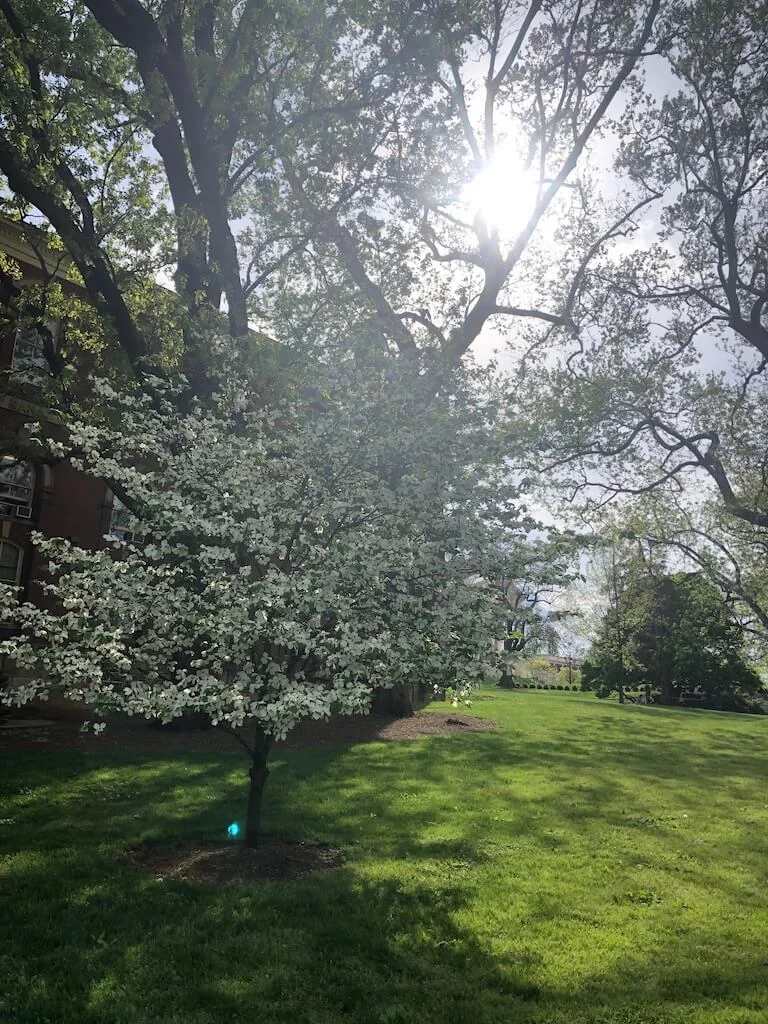 Can you see the Rotunda? Look VERY closely! Photo: Merritt Gibson, April 2019.
