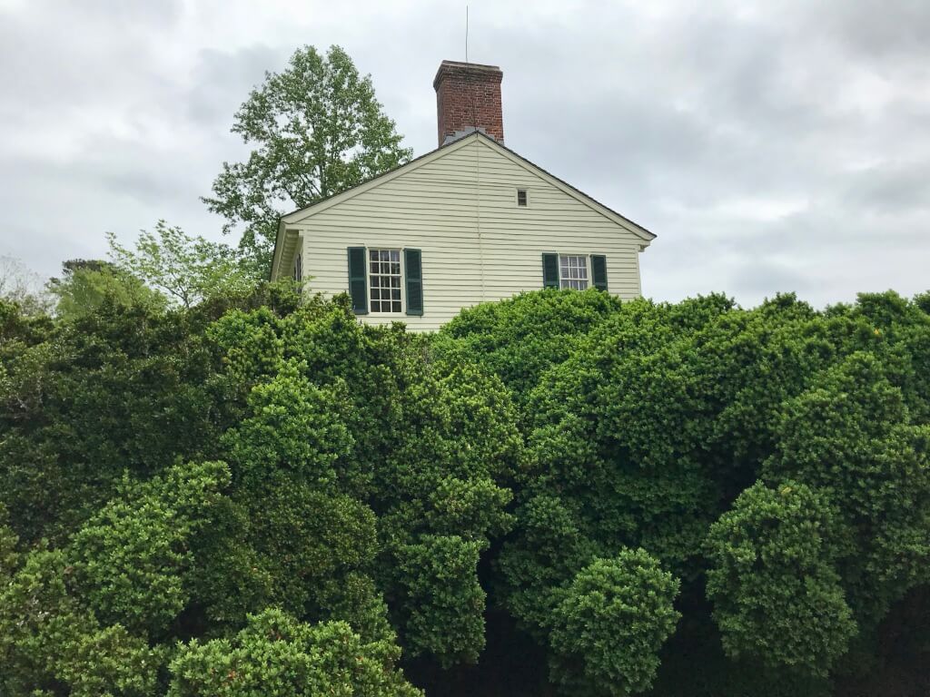 Side view of Grissell Hay House. LOOK at that Boxwood! Old growth, maybe???? And no blight! Beautiful!!©betsygibsondesign